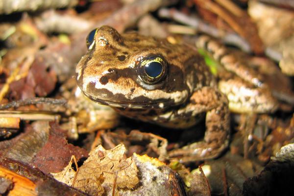 Tipos de ranas - Rana de Cascadas (Rana cascadae) 