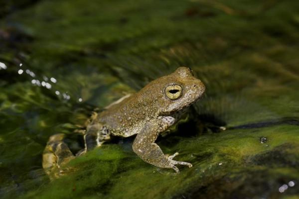 Tipos de ranas - Rana de laderas de patas amarillas (Rana boylii) 