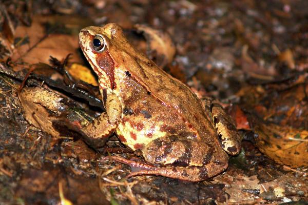 Tipos de ranas - Rana europea común (Rana temporaria) 