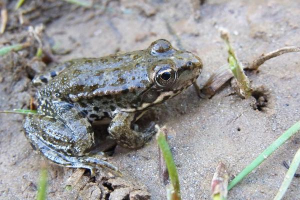 Tipos de ranas - Rana griega (Rana graeca) 