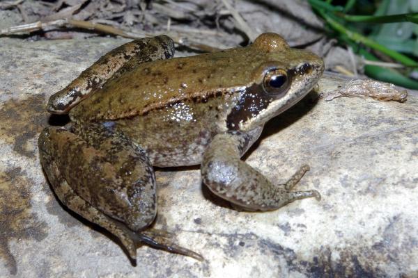 Tipos de ranas - Rana ibérica o rana patilarga (Rana iberica)