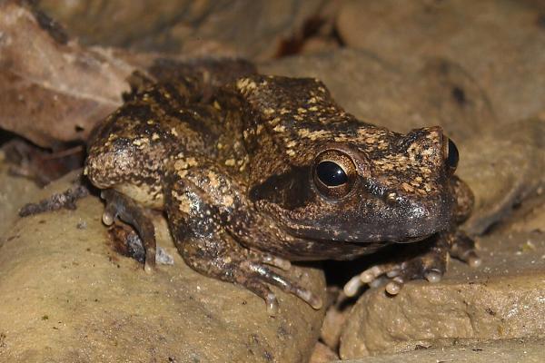 Tipos de ranas - Rana italiana (Rana italica) 