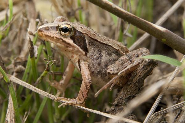 Tipos de ranas - Rana japonesa (Rana japonica)
