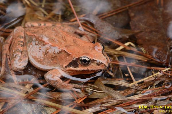 Tipos de ranas - Rana parda china (Rana chensinensis) 