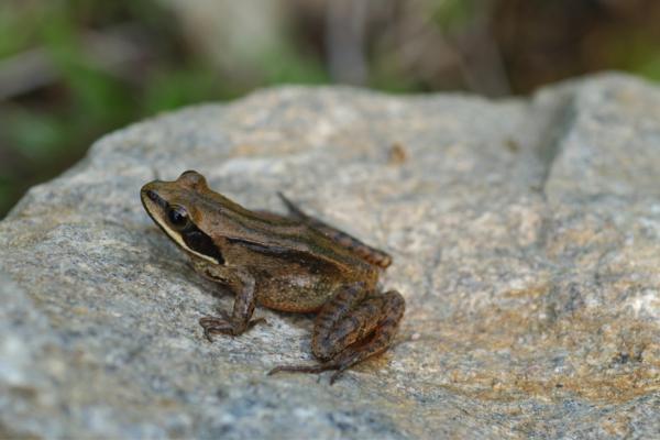 Tipos de ranas - Rana parda coreana (Rana coreana) 