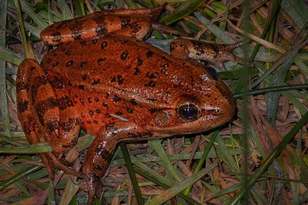Tipos de ranas - Rana patirroja de California (Rana draytonii) 
