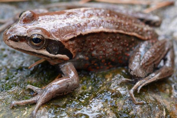 Tipos de ranas - Rana siberiana (Rana amurensis) 