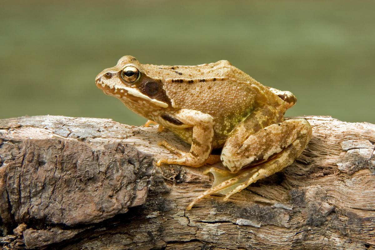 Tipos de ranas