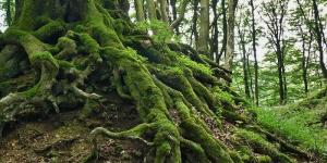 Cuáles son los Tipos de Raíces que existen