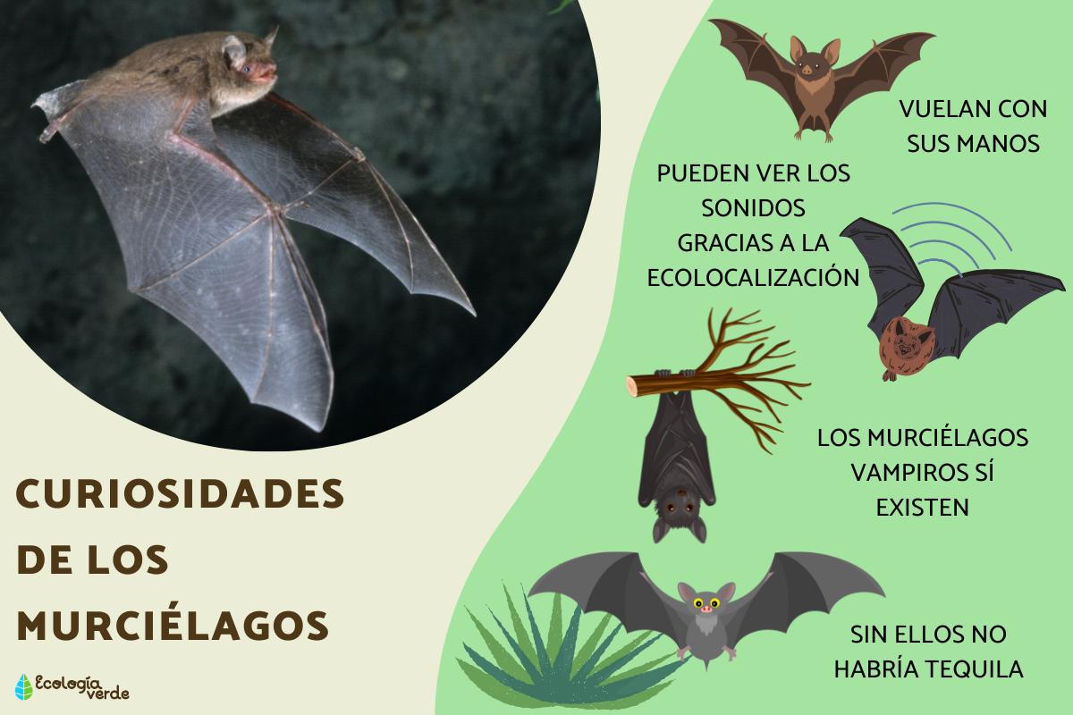 Curiosidades de los murciélagos