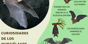 Curiosidades de los murciélagos