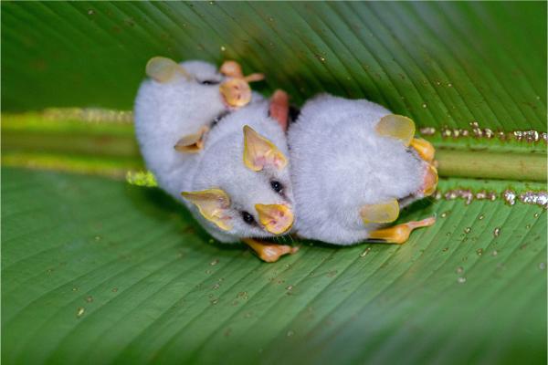 Curiosidades de los murciélagos - Los murciélagos son más cercanos a los perros que a las aves