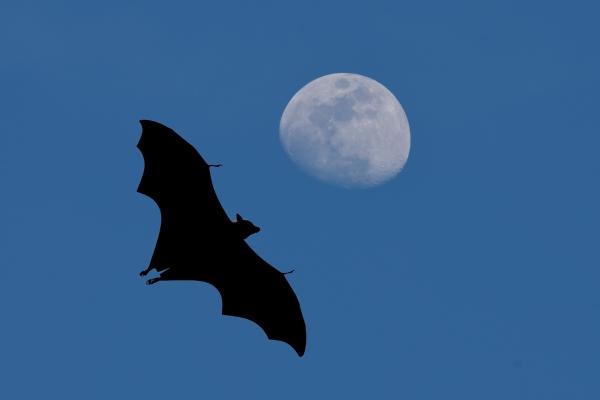 Curiosidades de los murciélagos - Sin murciélagos no habría tequila