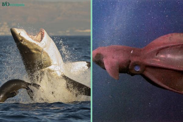 Océanos: qué son, cuántos hay y características - Animales de los océanos 