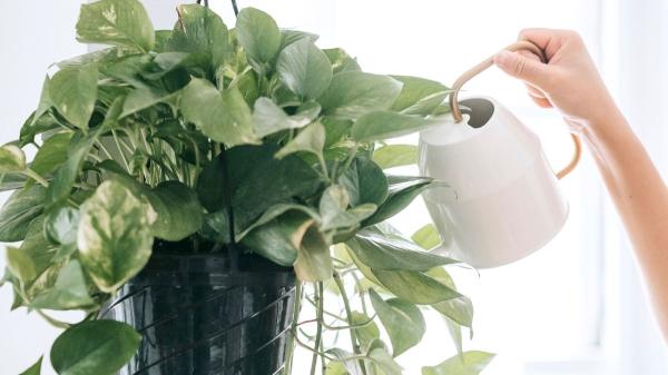 Tu potus puede crecer mucho más: claves para que crezca rápido y con hojas sanas - El riego: el error más común al cuidar un potus