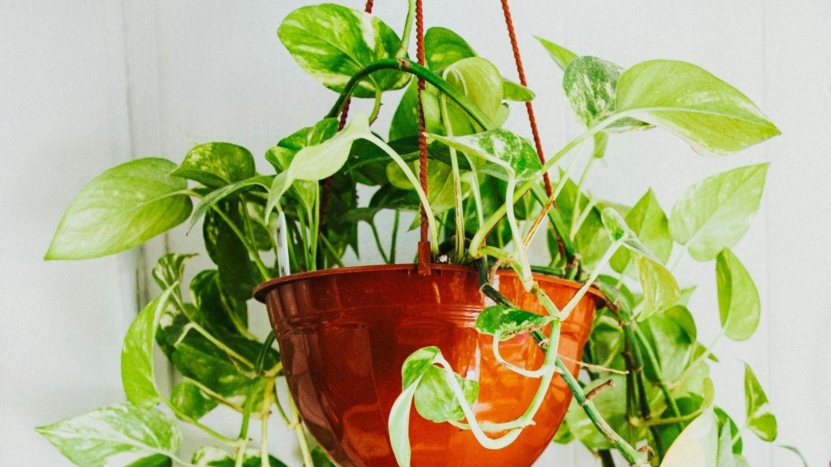 Tu potus puede crecer mucho más: claves para que crezca rápido y con hojas sanas