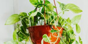 Tu potus puede crecer mucho más: claves para que crezca rápido y con hojas sanas