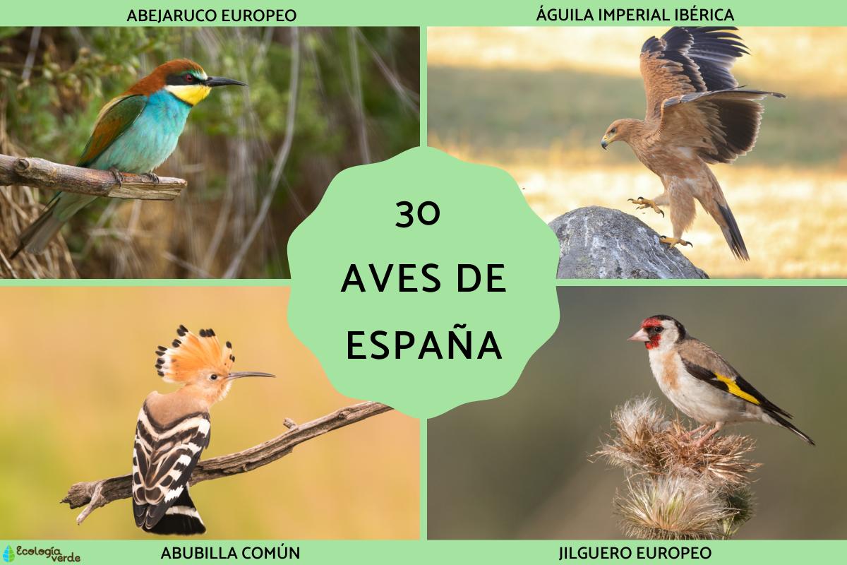 Aves de España