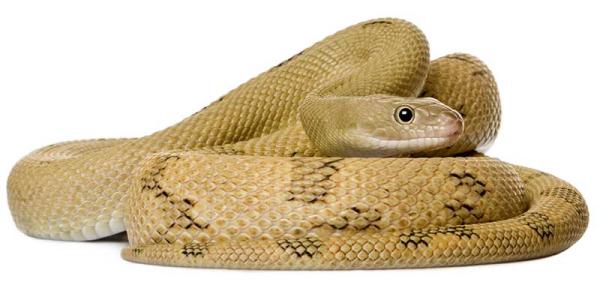 Serpiente - Descripción de la serpiente y características 