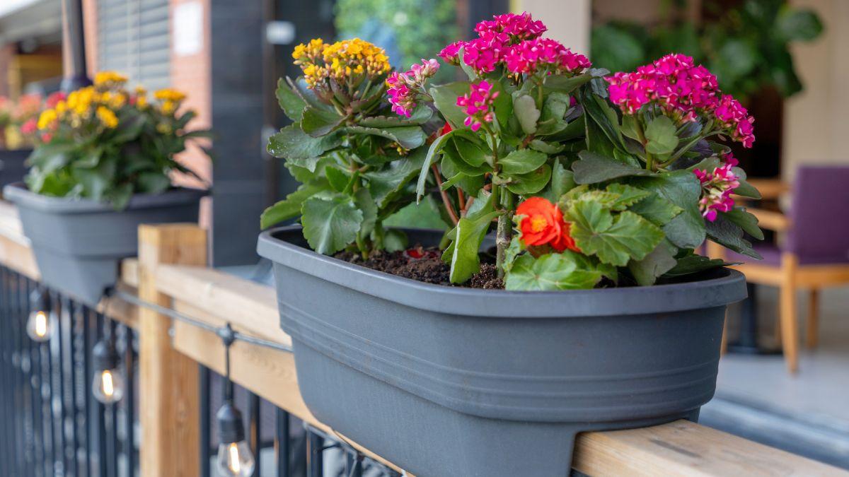 La ley lo confirma: puedes tener plantas en tu terraza o balcón, pero la comunidad puede obligarte a quitarlas en estos casos