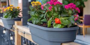 La ley lo confirma: puedes tener plantas en tu terraza o balcón, pero la comunidad puede obligarte a quitarlas en estos casos