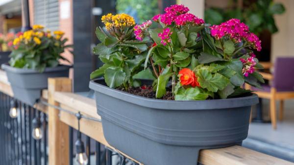 La ley lo confirma: puedes tener plantas en tu terraza o balcón, pero la comunidad puede obligarte a quitarlas en estos casos