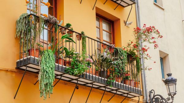 La ley lo confirma: puedes tener plantas en tu terraza o balcón, pero la comunidad puede obligarte a quitarlas en estos casos - Plantas en balcones y terrazas: qué permite la ley y cuáles son los límites
