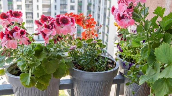 La ley lo confirma: puedes tener plantas en tu terraza o balcón, pero la comunidad puede obligarte a quitarlas en estos casos - Plantas en zonas comunes: cuándo están prohibidas por la ley