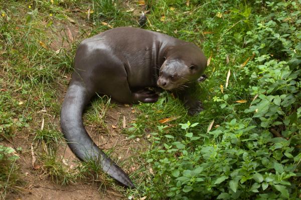 Nutria gigante o Pteronura brasiliensis - ¿Cuáles son las características de la nutria gigante?