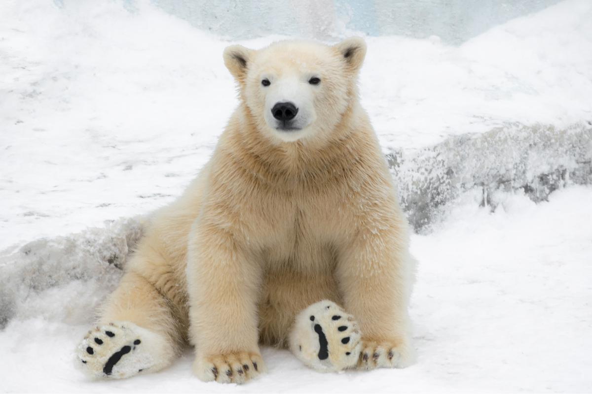 Curiosidades de los osos polares