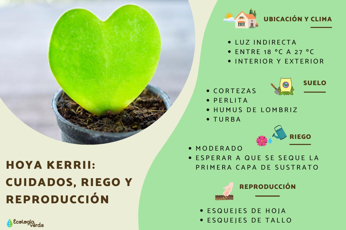 Hoya kerrii: cuidados, riego y reproducción