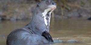 Nutria gigante o Pteronura brasiliensis