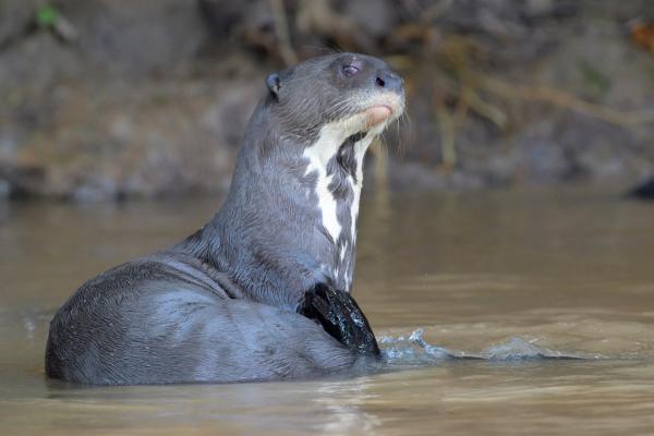 Nutria gigante o Pteronura brasiliensis