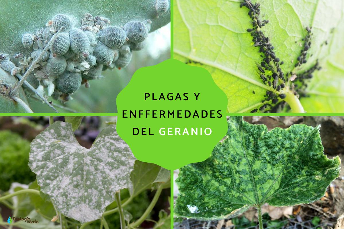 Plagas y enfermedades del geranio