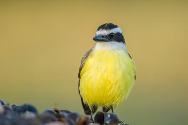 Benteveo - Dónde vive el benteveo 