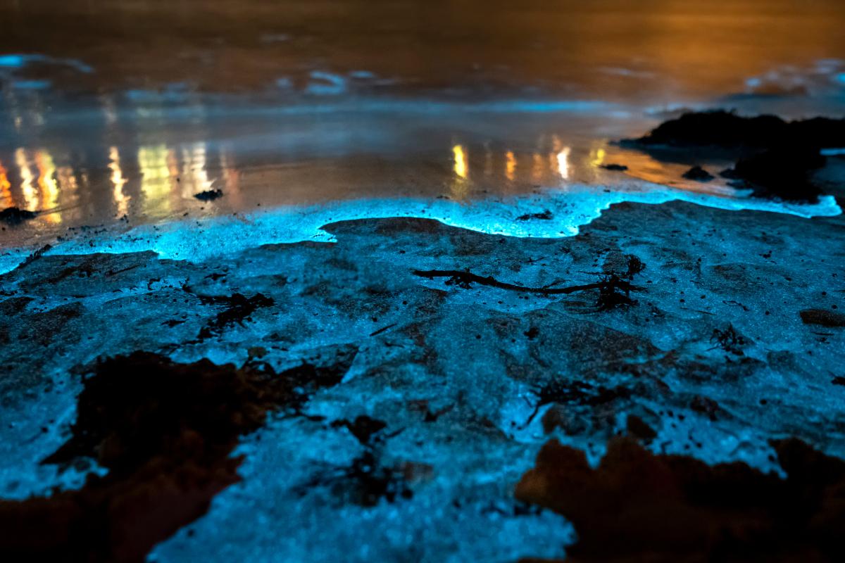Playas bioluminiscentes: qué son, cuándo verlas y dónde hay