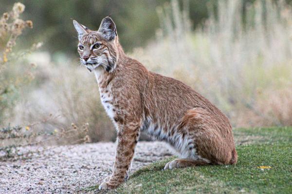 Lince rojo - Características del lince rojo