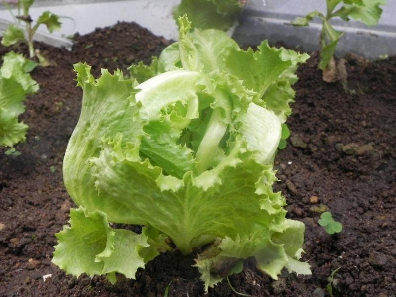 SEMBRAR LECHUGA Cómo y Cuándo hacerlo