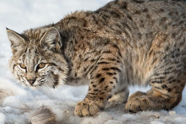 Lince rojo - Curiosidades del lince rojo