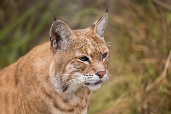 Lince rojo - Dónde vive el lince rojo