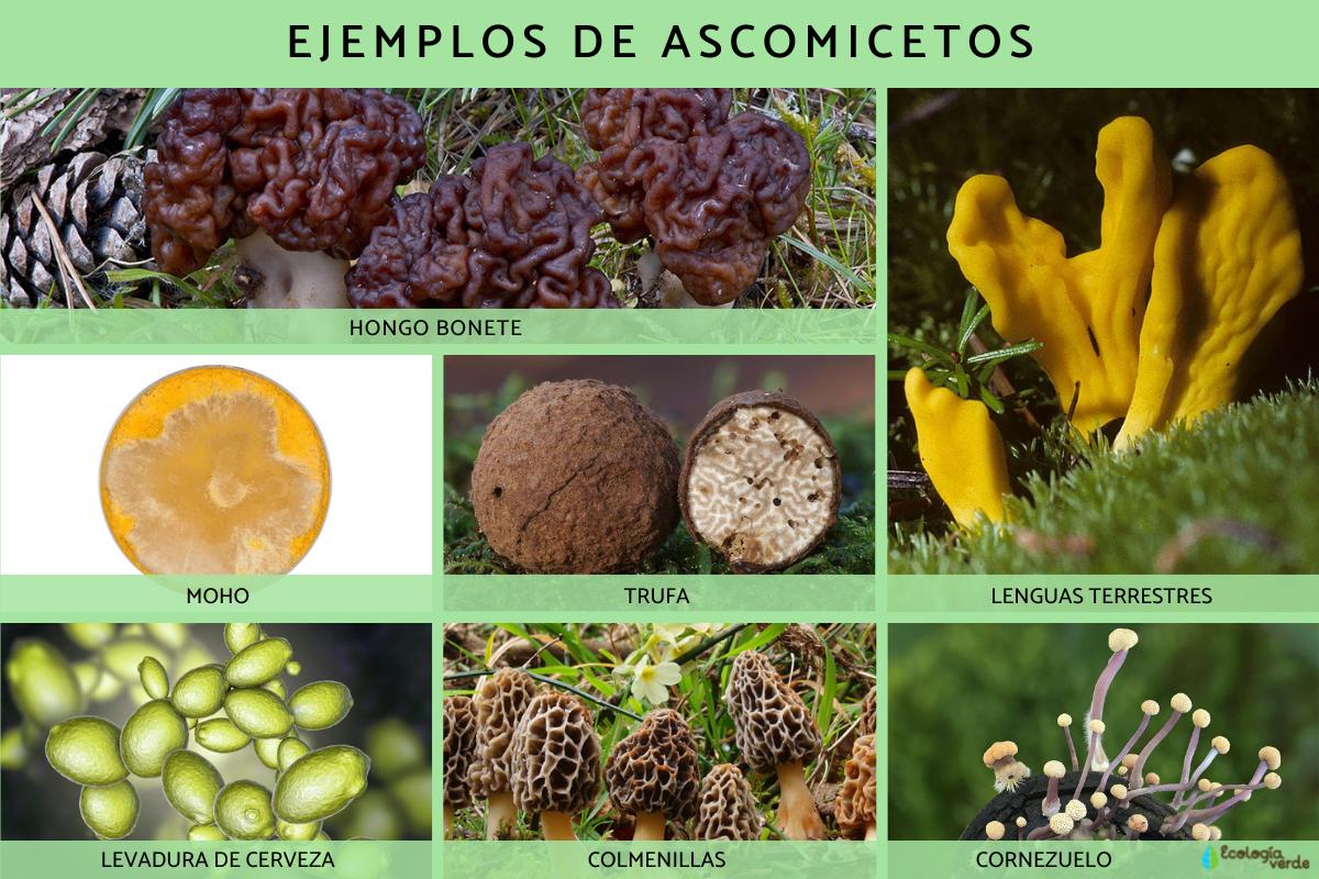 Qué son los características, ejemplos e importancia