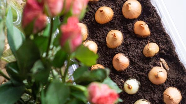 Planta estos bulbos en septiembre y tendrás un jardín lleno de flores la próxima primavera - Estas variedades necesitan pasar el otoño bajo tierra para florecer cuando llegue el buen tiempo