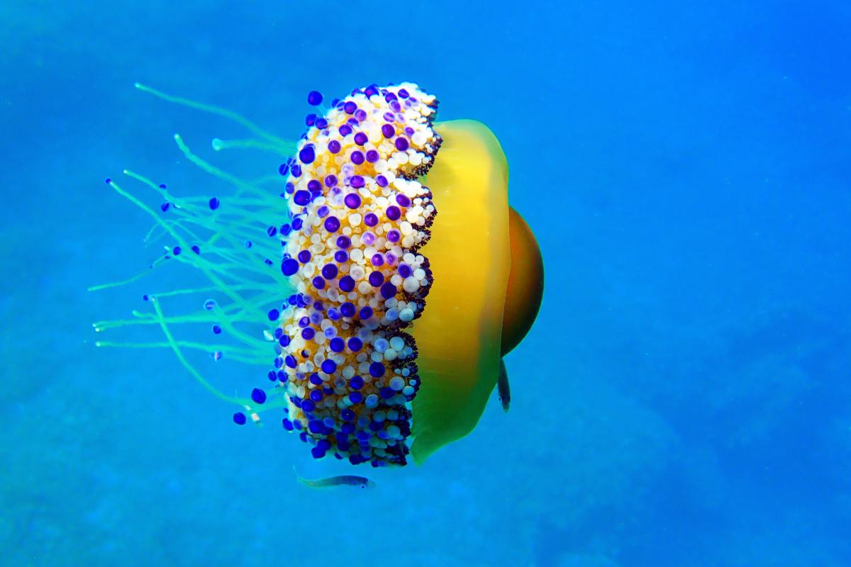 ¿La picadura de la medusa huevo frito es venenosa?