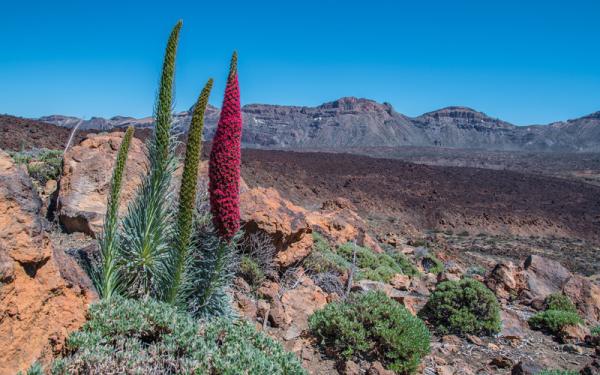 Áreas Naturales Protegidas de Europa - Parque nacional del Teide