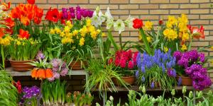 Planta estos bulbos en septiembre y tendrás un jardín lleno de flores la próxima primavera