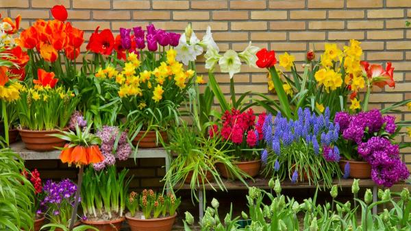 Planta estos bulbos en septiembre y tendrás un jardín lleno de flores la próxima primavera