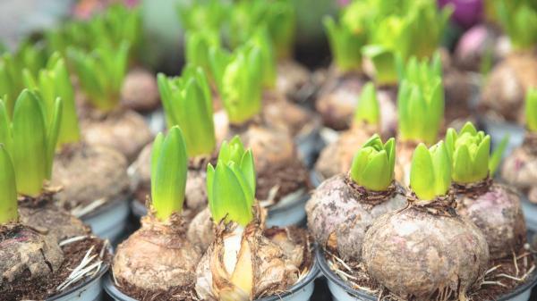 Planta estos bulbos en septiembre y tendrás un jardín lleno de flores la próxima primavera - Qué cuidados necesitan los bulbos durante el otoño y el invierno