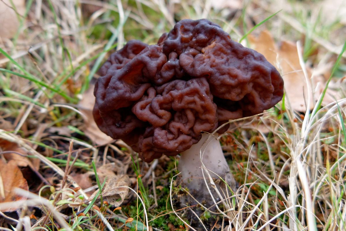 Qué son los ascomicetos: características y ejemplos