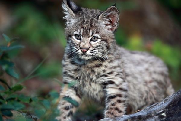 Lince rojo - Reproducción del lince rojo