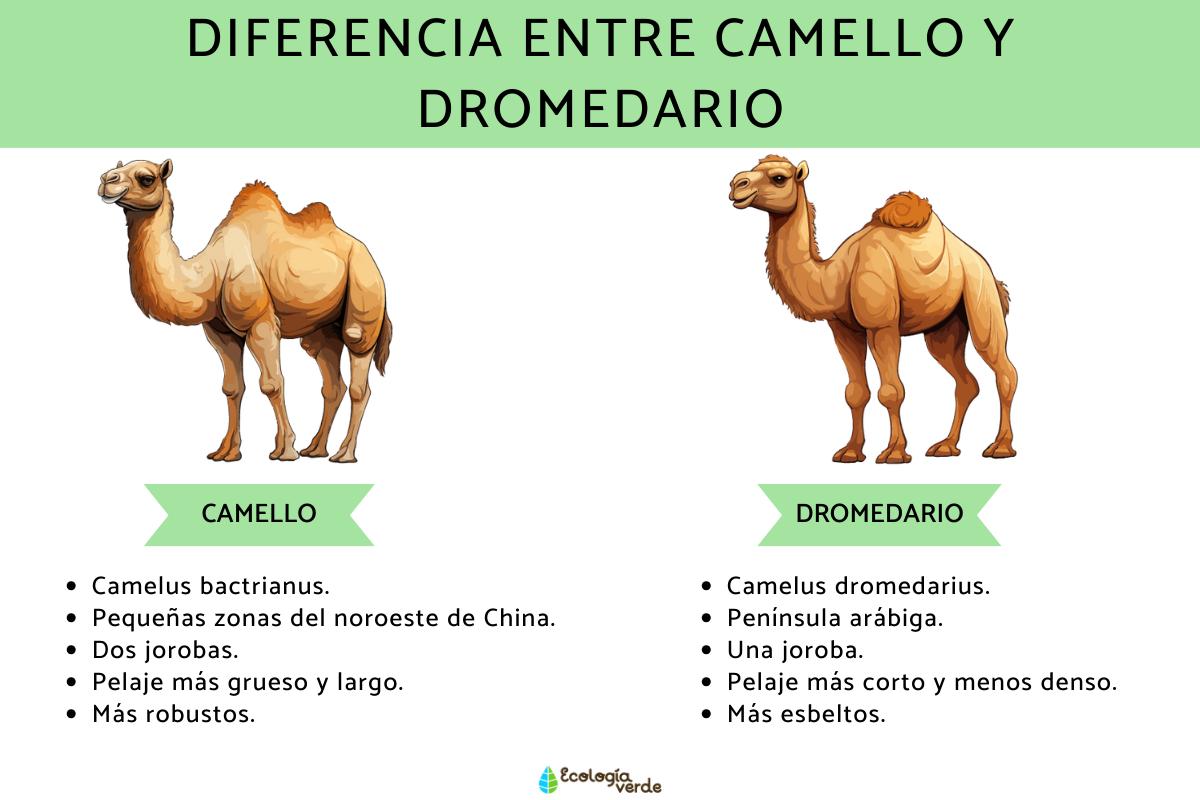 Diferencia entre camello y dromedario